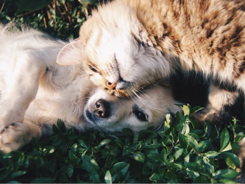 Ebook Mania - Pets